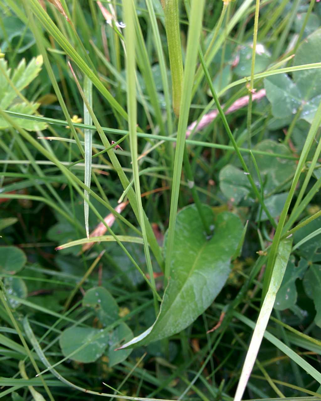 Bistorta officinalis